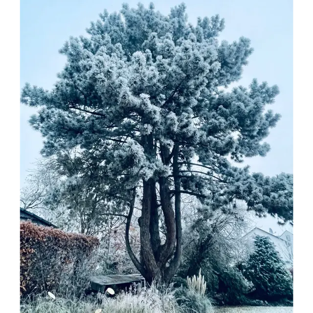 Winterbaum als Sinnbild für Resilienz